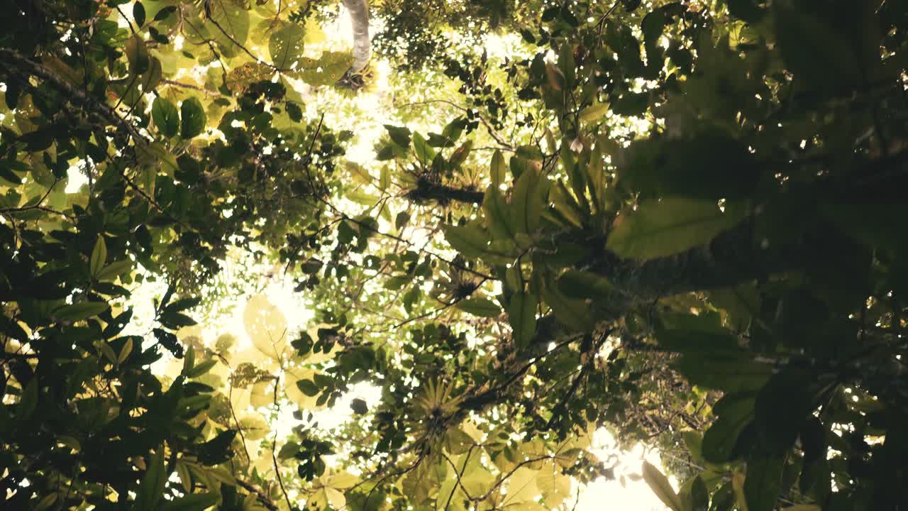 moviéndose a través de una selva profunda coronas de árboles