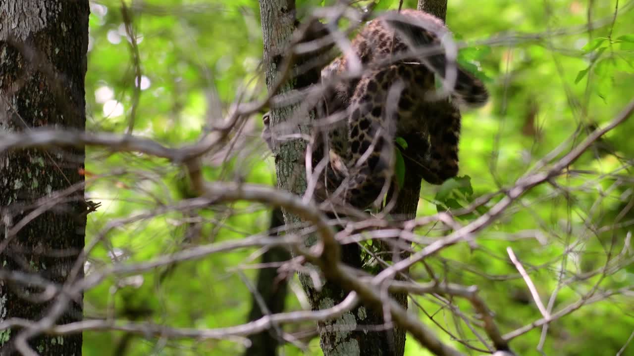 인도차이나 표범은 취약한 종이며 태국의 큰 고양이 중 하나입니다.