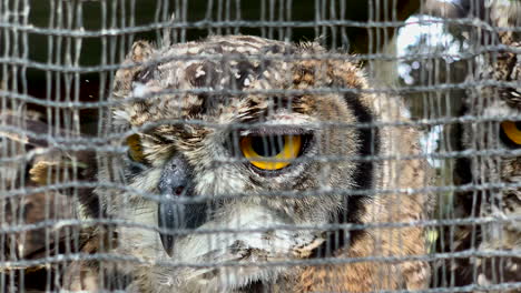 close up of owl faces in enclosure at zoo