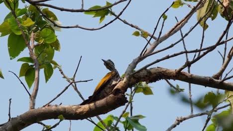 Greater-Flameback,-Chrysocolaptes-Guttacristatus