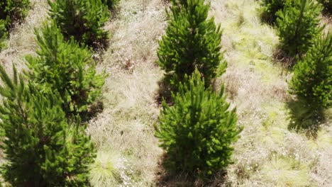 young evergreen seedling pine trees on sunny day, reforestation