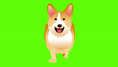 Animation-Der-Hunderasse-Corgi-Beim-Gehen-4k-In-Green-Key