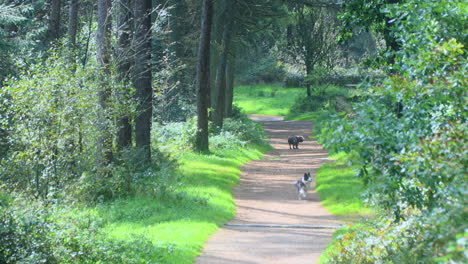 Dogs-running-onto-then-up-a-sunlit-forest-path-with-gently-swaying-trees-on-bright-summer-day