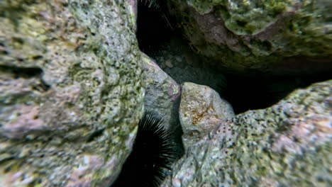 sea urchin nestled between coral rocks underwater with vibrant textures in a marine ecosystem