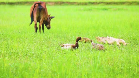 Rural-scene-in-Bangladesh,-grazing-cow-and-herd-of-ducks-on-grassland