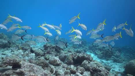 カリブ海の礁魚の群れ