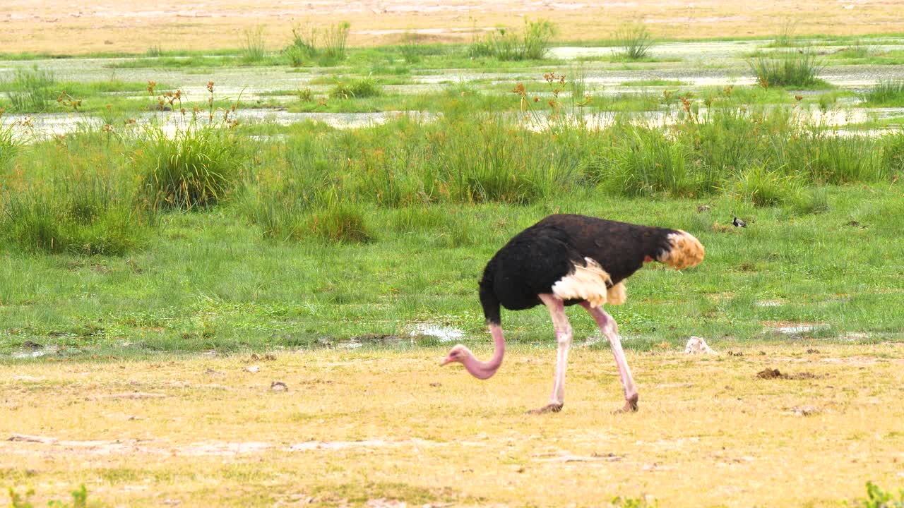 Male Ostrich feeding on grass near a marsh on the African plains in Kenya
