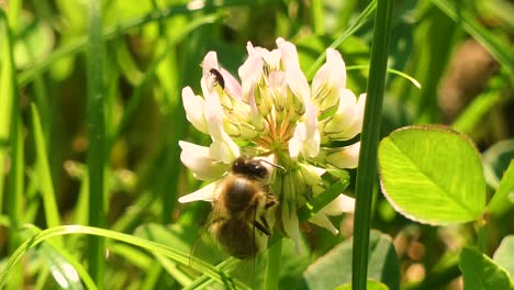 Close-up-footage-of-a-bee-collecting-nectar-from-a-flower