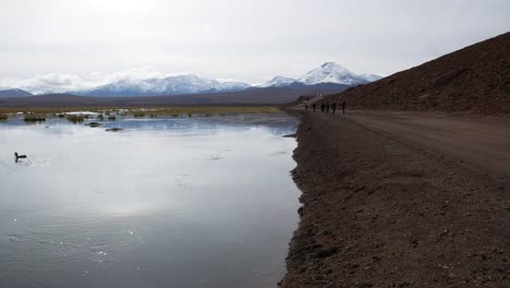 pato solitario nadando en un lago rodeado de hermosas montañas, desierto de atacama, chile