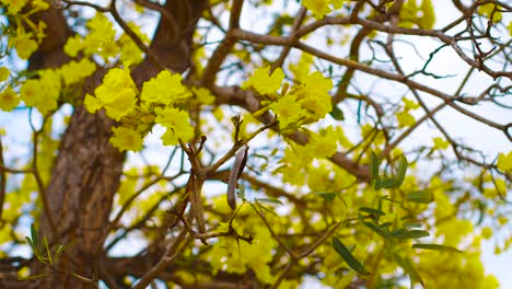 un hermoso paisaje de flores amarillas del árbol kibrahacha en curacao con un cielo azul claro en el fondo - tiro rodante