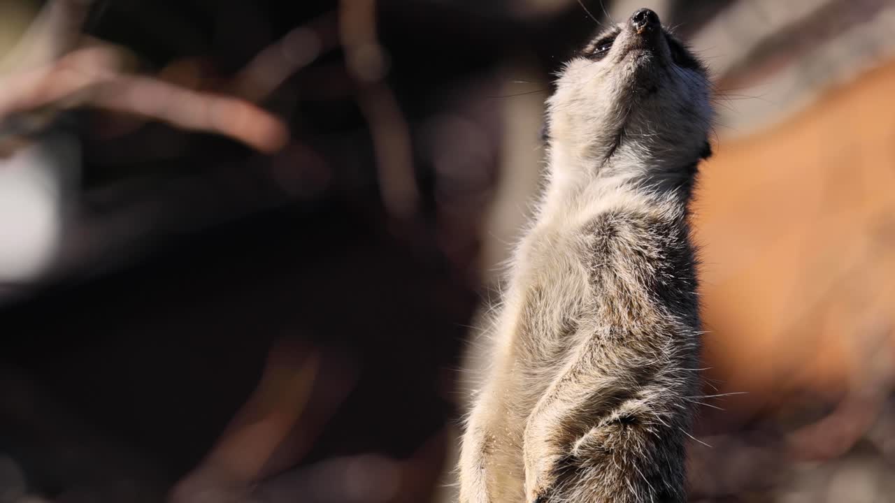 un suricata observando atentamente su entorno