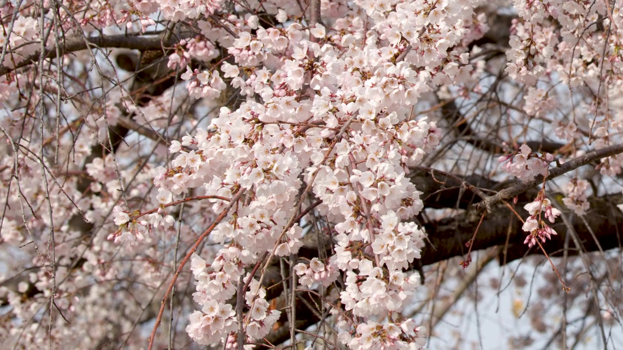 Primo piano di fiori di sakura rosa che ondeggiano dolcemente sui rami durante la primavera giapponese.