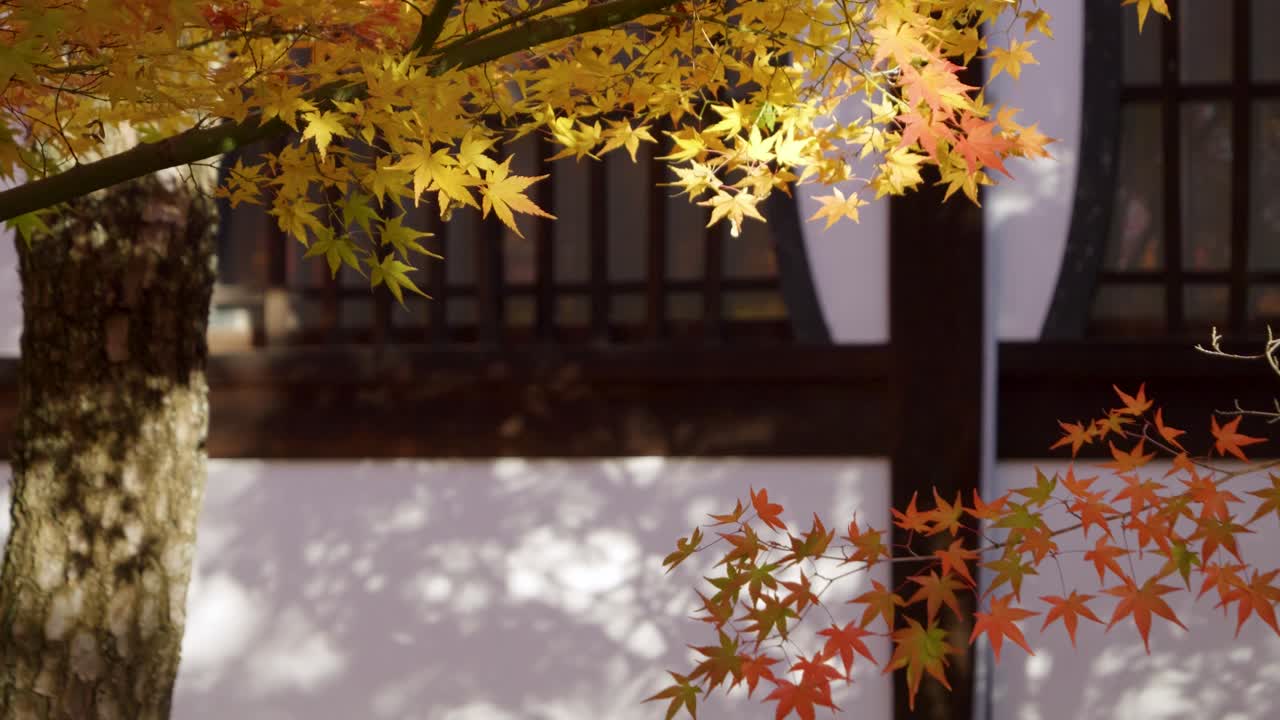 Close up over red and yellow maple leaves at Japanese temple