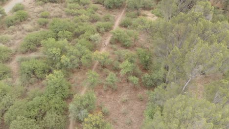 aerial-mountain-bikers-racing-through-a-heavily-forest-area-summer-morning