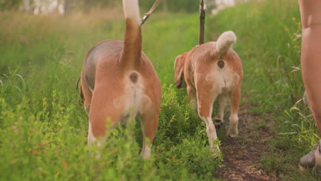 vista trasera del dueño del perro caminando con dos perros en la correa a través de la vegetación vibrante, los perros exploran el entorno cubierto de hierba mientras caminan al lado del dueño, mostrando curiosidad natural y paso relajado