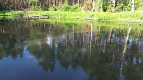 "drone glides over europe's dawn-lit lake, capturing a serene lagoon, lush forest, and an elegant bridge