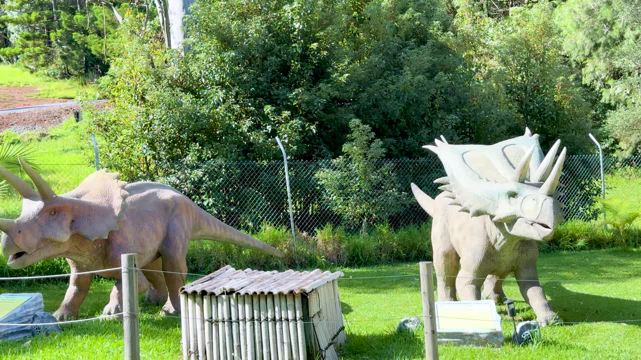 Two life-sized triceratops models move in a sunlit, grassy dinosaur park enclosure, camera panning