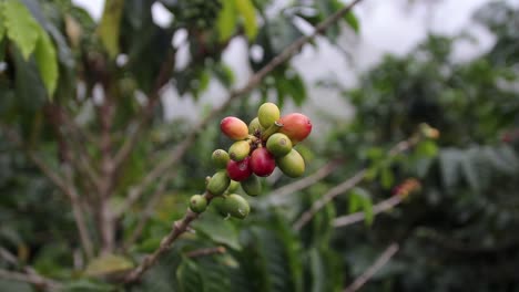 fotografía frontal con enfoque selectivo que muestra un arbusto de café con frutos de café