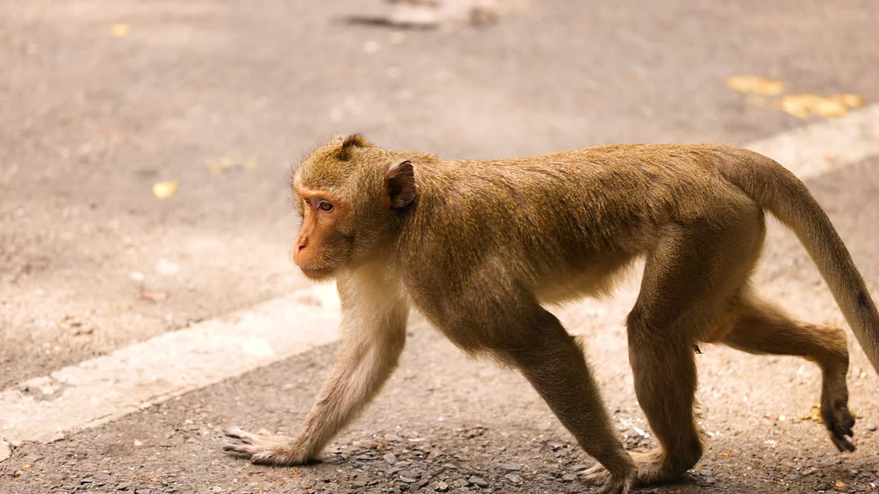 un mono paseando por una carretera en chonburi, tailandia