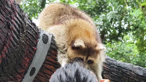 raccoon eating from hand