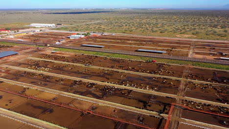serene pastures: aerial view of texas-chihuahua border cows