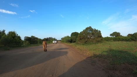 A-lioness-moves-out-of-the-bush-past-a-camera-mounted-on-the-front-of-the-jeep