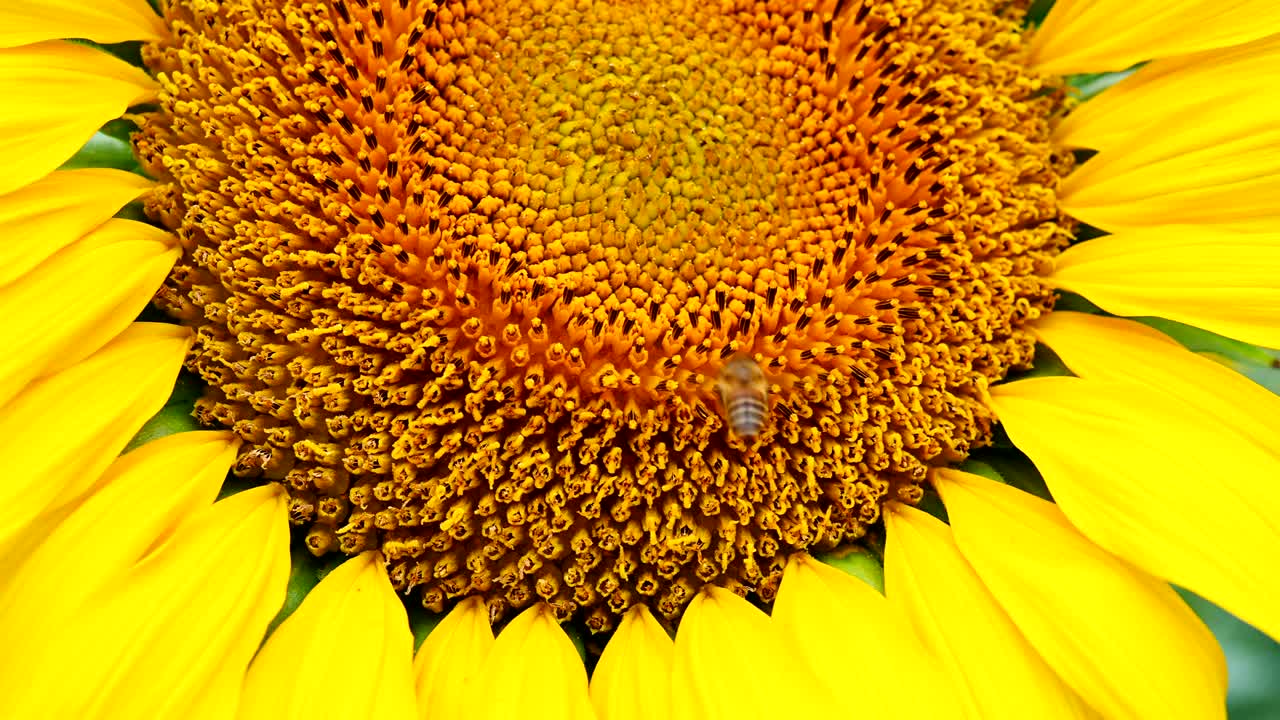 la abeja de la miel recogiendo el polen en un girasol en flor cerca