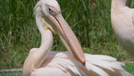 eastern white pelican is cleaning feathers with its beak at grassy meadow