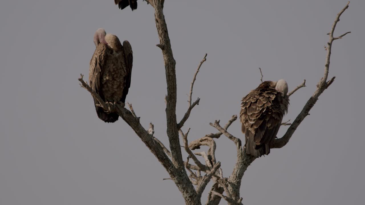 Vultures Preening Their Feathers In The Tree At Kidepo Valley National Park, Uganda. - wide shot