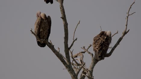 vultures preening their feathers in the tree at kidepo valley national park, uganda. - wide shot