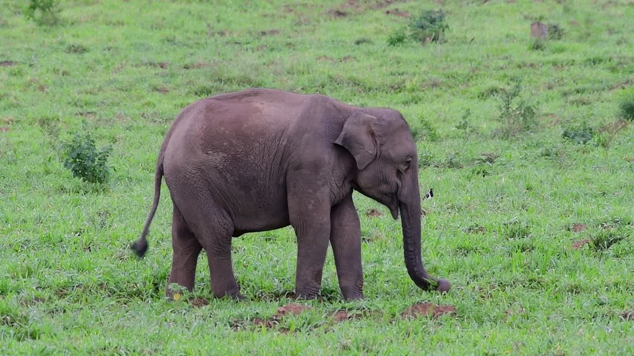 아시아 코끼리는 멸종 위기 종이며 태국 거주자이기도합니다.