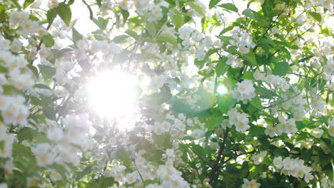 sun shining through the blooming apple tree