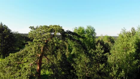 Pine-tree-shot-with-sunlight-all-around