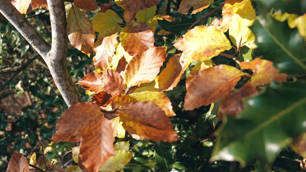 Foglie autunnali marroni e gialle su un ramo d'albero con la luce del sole che filtra attraverso.