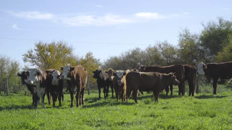 herd of cows grazing in lush green field curiously looking