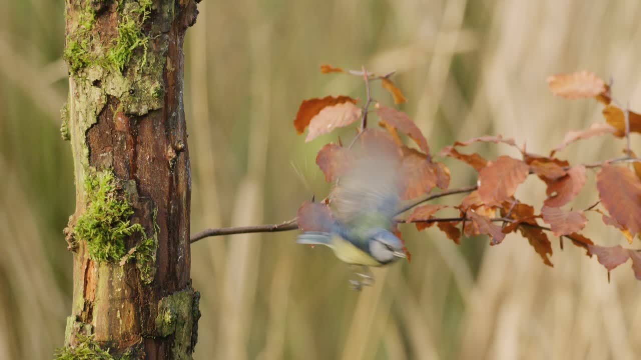 다채로운 유라시아 푸른 박새가 이끼 낀 나무 줄기 뒤에서 숨바꼭질을 합니다.