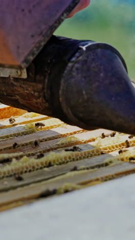 beekeeper working collect honey. close up view of beekeeper holding a honeycomb. vertical video