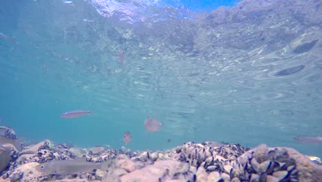 Have-a-look-of-the-awesome-view-of-life-under-water-of-sea-creatures,-which-is-very-peaceful-place-for-relaxation