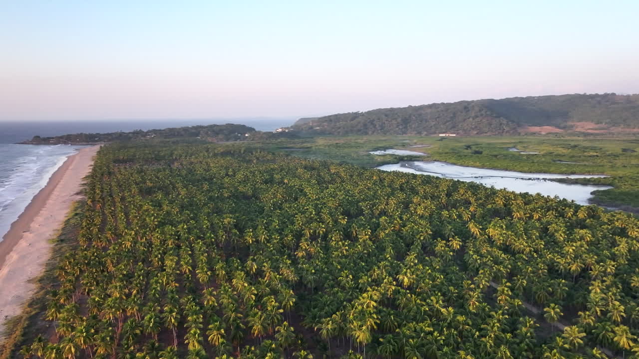 Lush green palm trees at Playa Tortuga with a river winding through the landscape