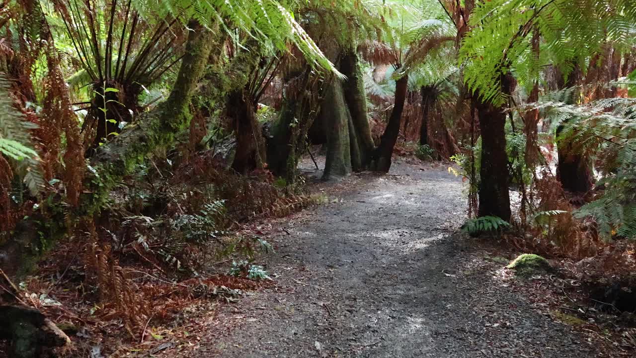 sendero panorámico de bosque tropical con exuberante vegetación