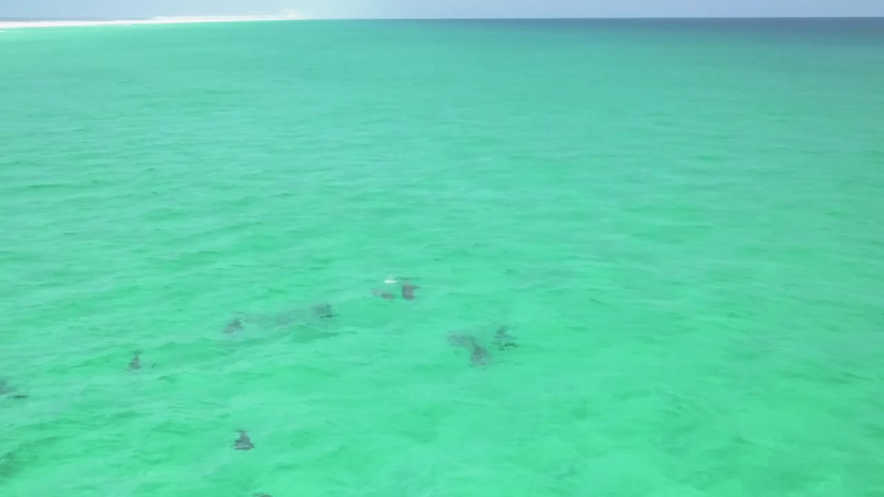 물에서 노는 돌고래