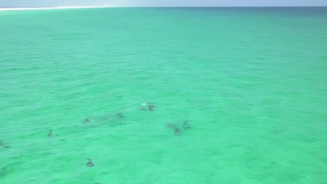 dolphins playing in the water
