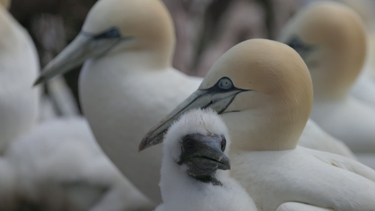 baby Northern gannet face close up in 4k 60fps slow motion taken at ile Bonaventure in Perc&eacute;, Qu&eacute;bec, Gasp&eacute;sie, Canada