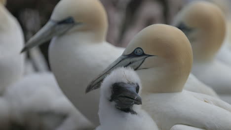 baby-Northern-gannet-face-close-up-in-4k-60fps-slow-motion-taken-at-ile-Bonaventure-in-Percé,-Québec,-Gaspésie,-Canada