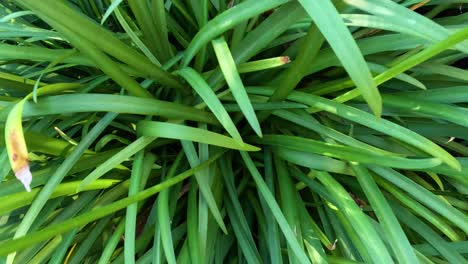 detailed view of green leaves in flagstaff gardens