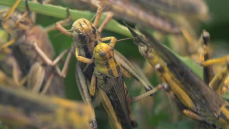 tiro macro que muestra el apareamiento de un par de saltamontes durante la temporada en la vida silvestre