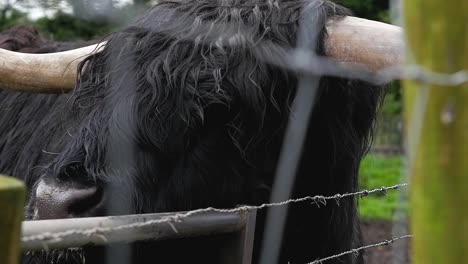 Immer-Noch-Nahaufnahmen-In-Zeitlupe-Einer-Schwarzen-Hochlandrindkuh-Mit-Hörnern,-Die-Am-Stacheldrahtzaun-In-Der-Schottischen-Farm-Edinburgh,-Schottland,-Großbritannien,-1920-X-1080,-HD-Kratzen