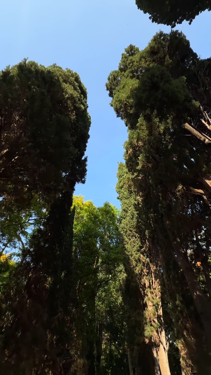 Looking Up at Tall Trees in a Park