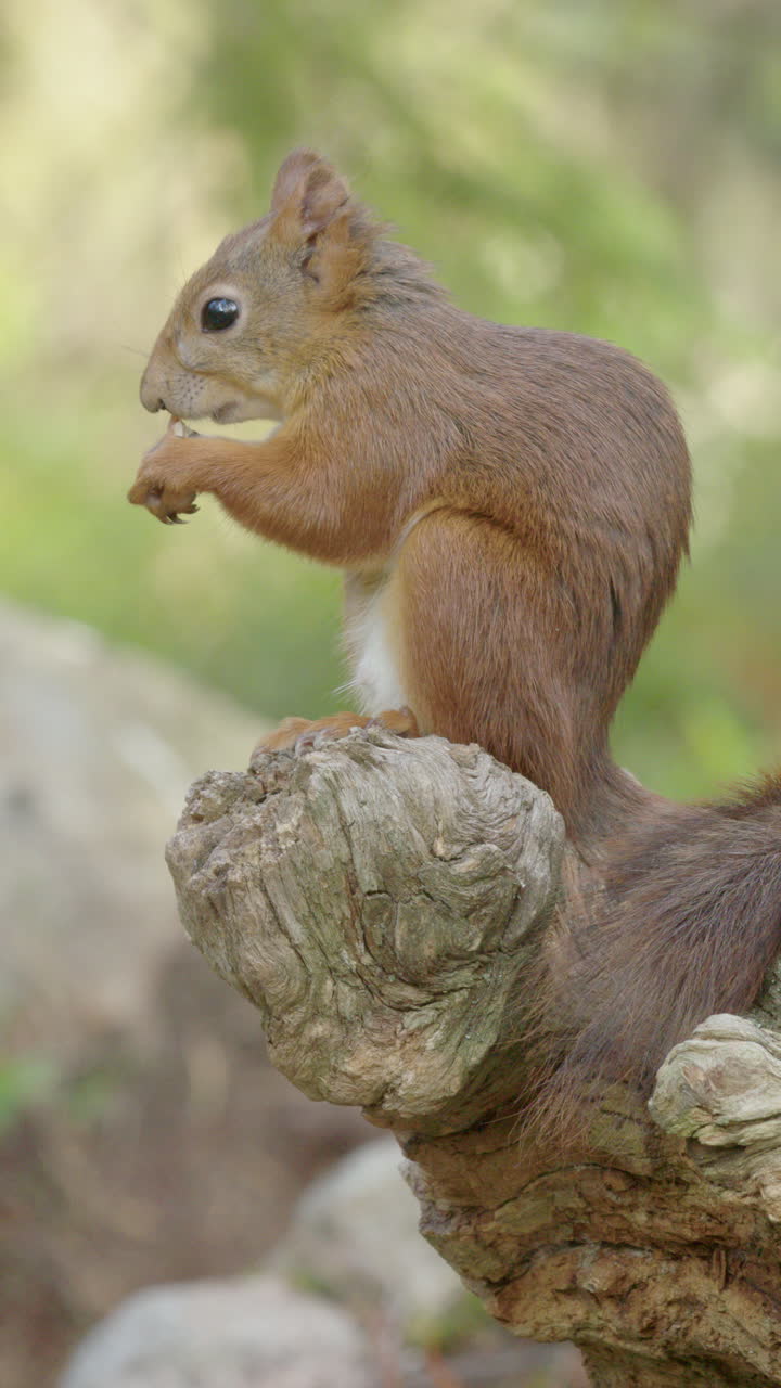 Inquadratura di profilo di uno scoiattolo rosso che salta su un ceppo di legno per mangiare una noce. Verticale