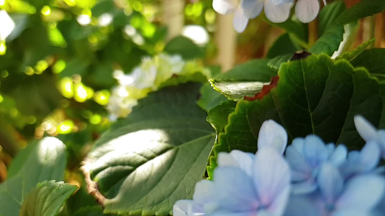 Blue Hydrangea flowers in bloom, also known as Christmas flowers with a beautiful green garden backdrop in slow motion.